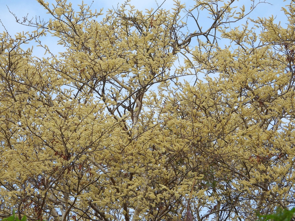Terminalia Mantally Green