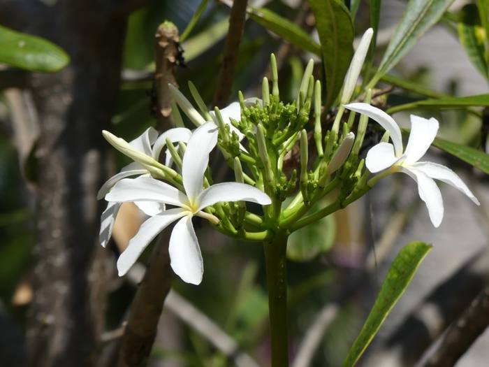 Plumeria Obtusa