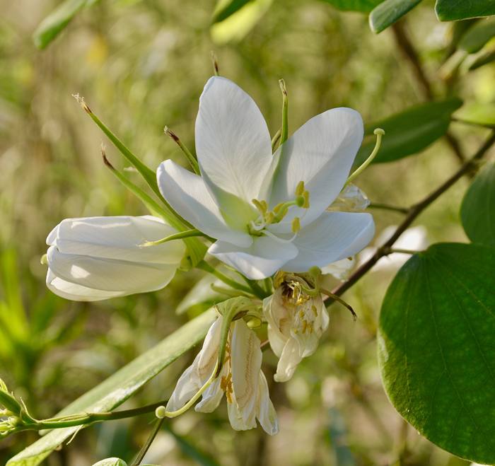 Bauhinia White