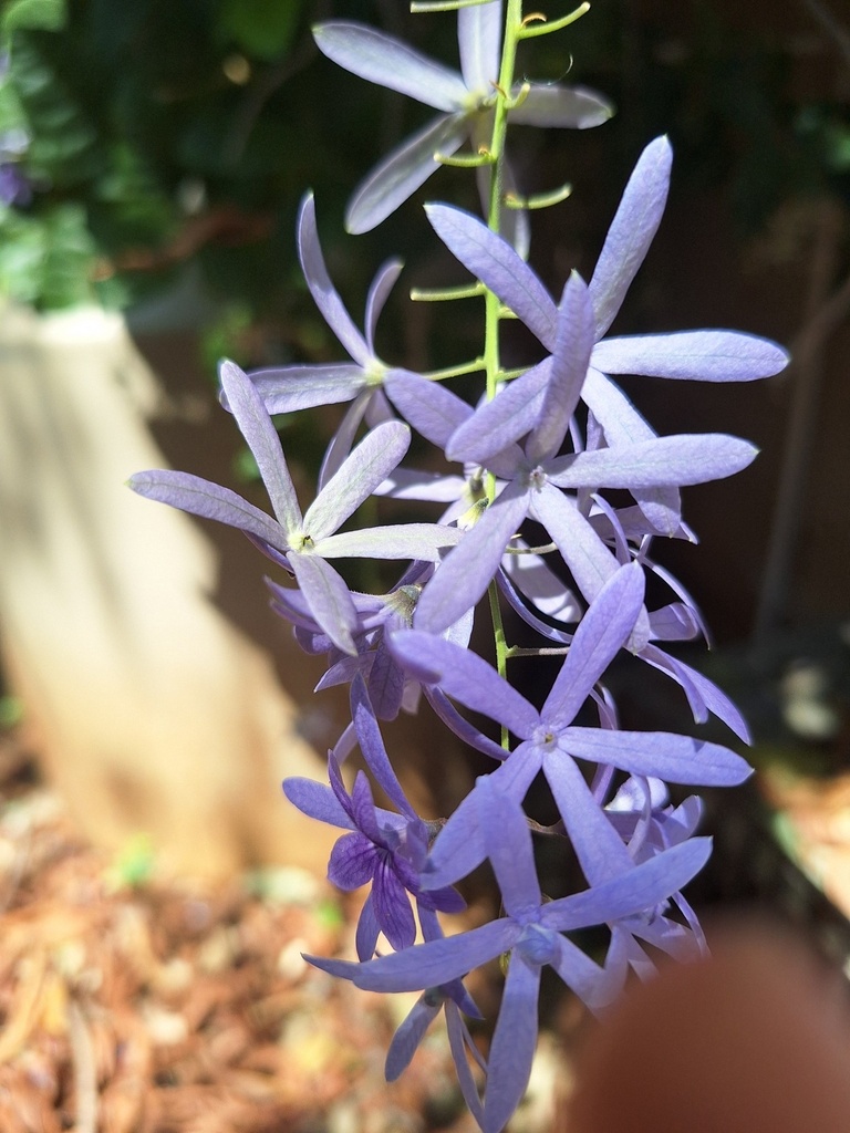 Petriya Blue
