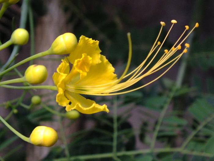Gulmohar Gold