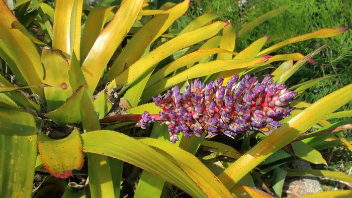 Aechmea Blue Rain