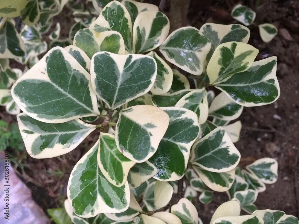 Ficus Triangularis Variegata