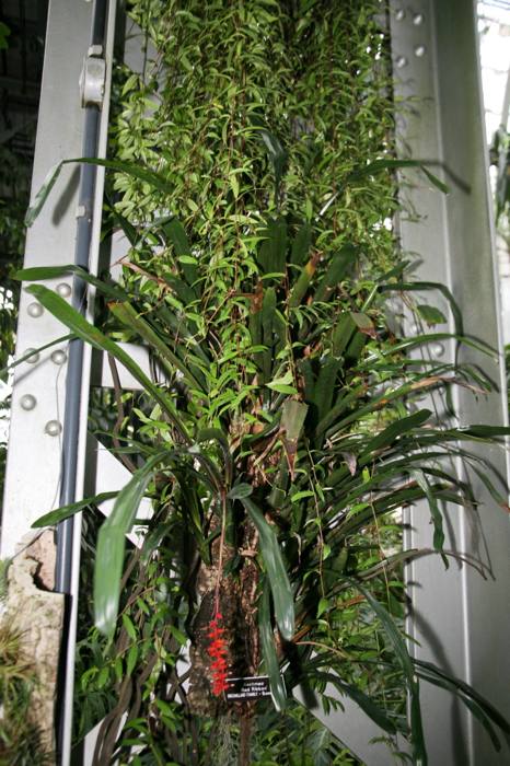 Aechmea Red