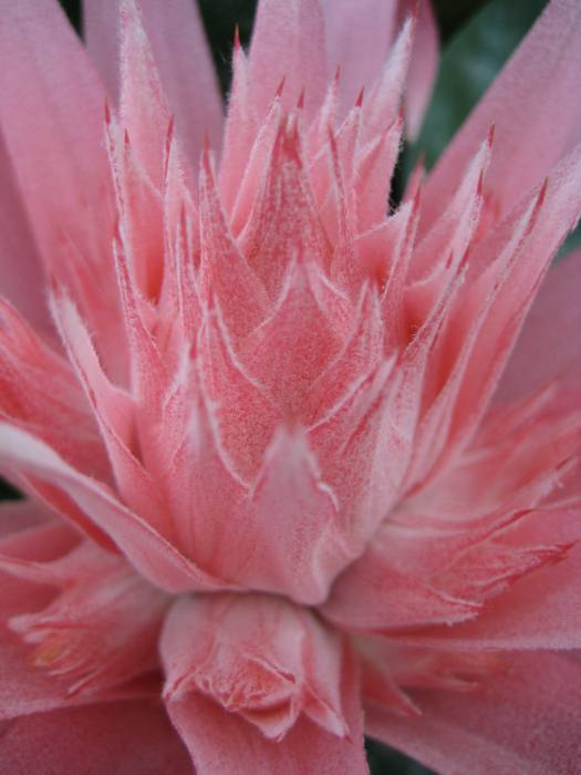 Aechmea Primera