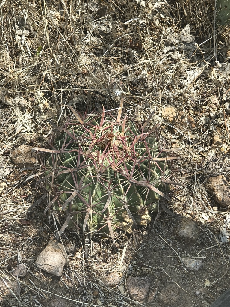 Ferocactus Latispinus