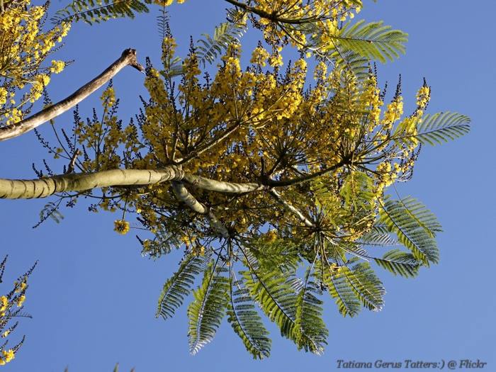 Schizolobium Parahyba (Tower Tree)
