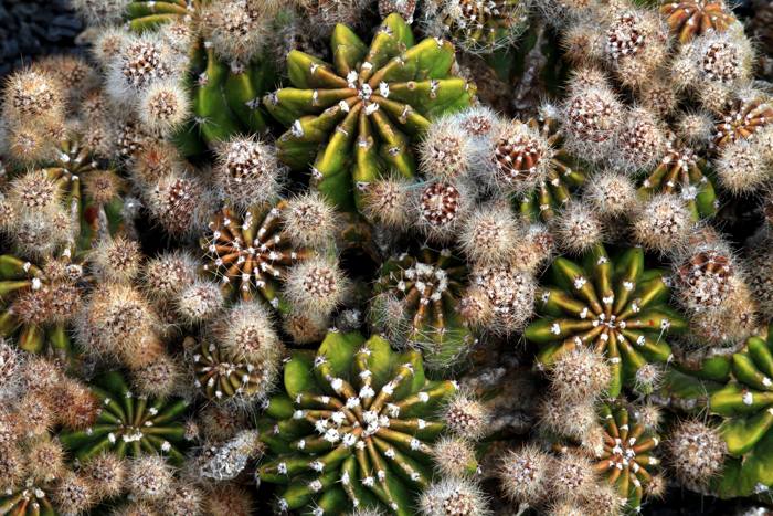 Cactus Echinopsis