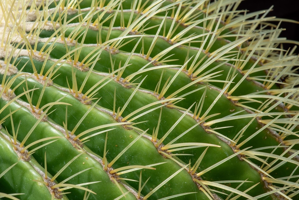 Golden Barrel Cactus