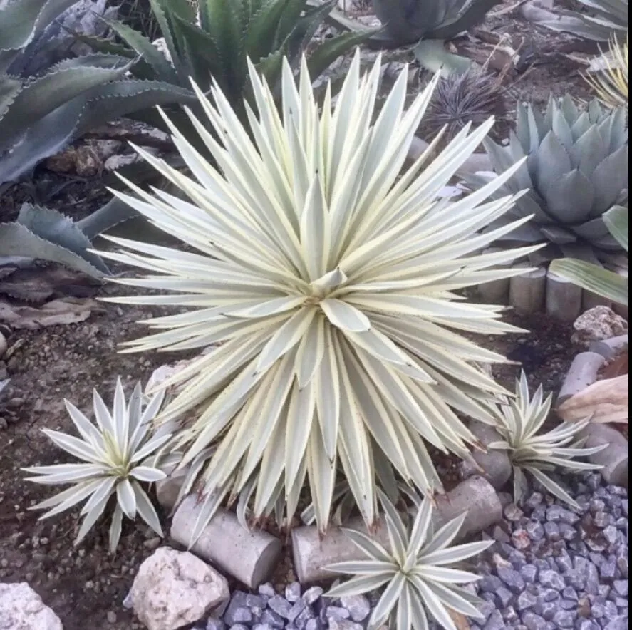 Agave Angustifolia Woodrowii