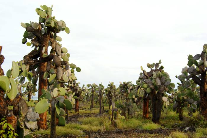 Opuntia Varieties