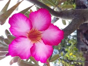 Adenium Specimen