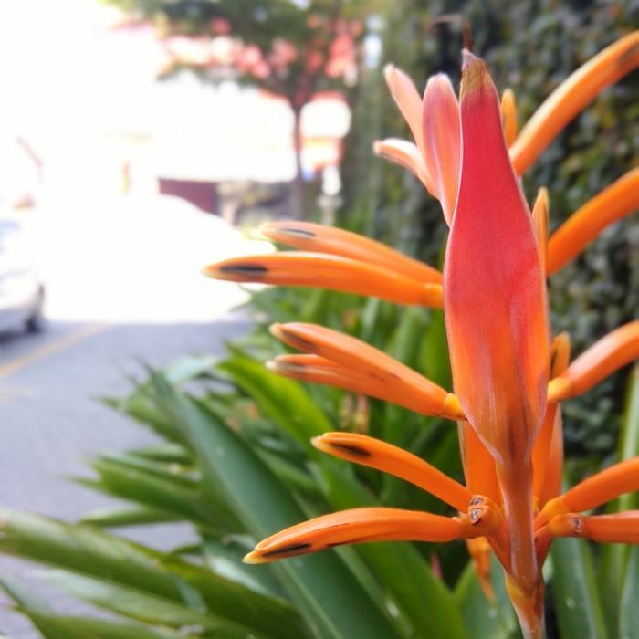 Heliconia Psittacorum