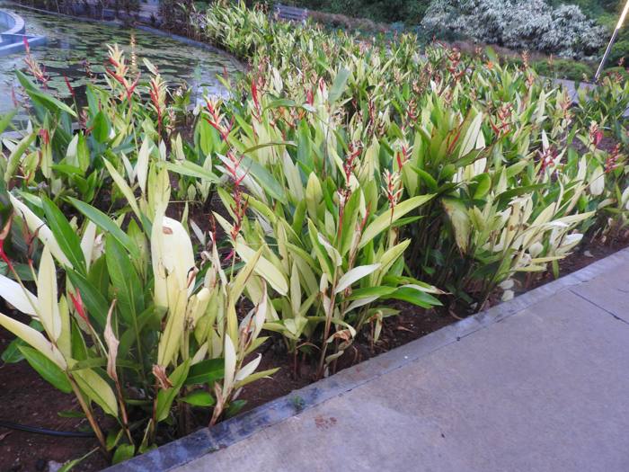 Heliconia Psittacorum Variegated