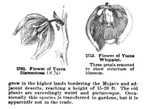 Yucca Filamentosa