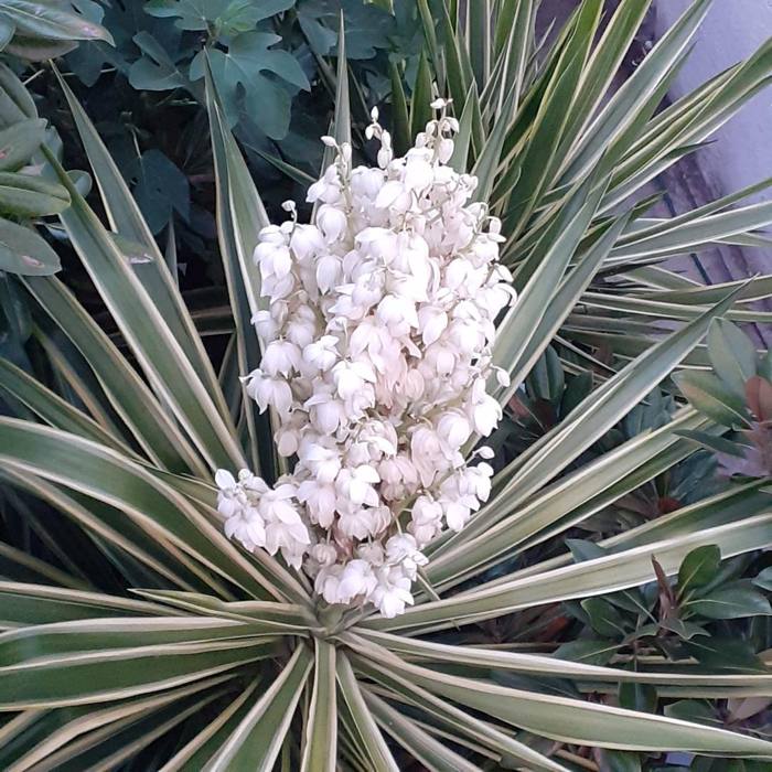 Yucca Elephantipes
