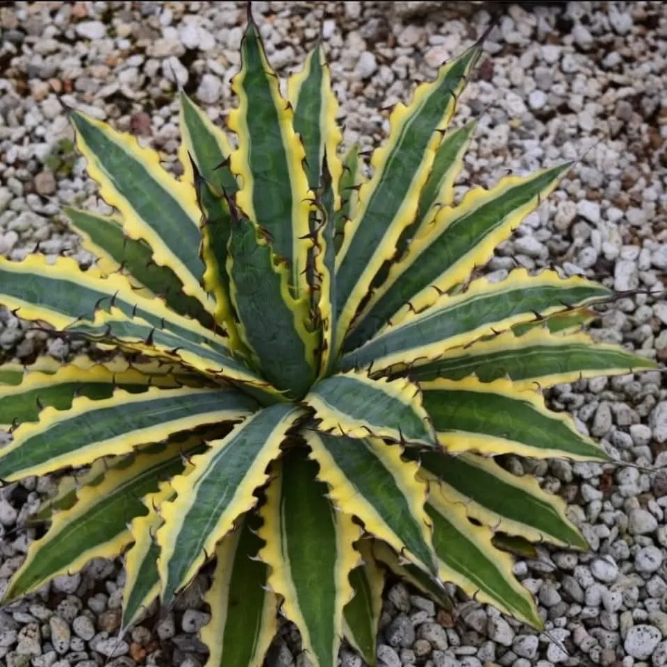 Agave Xylonacantha ‘Frostbite’