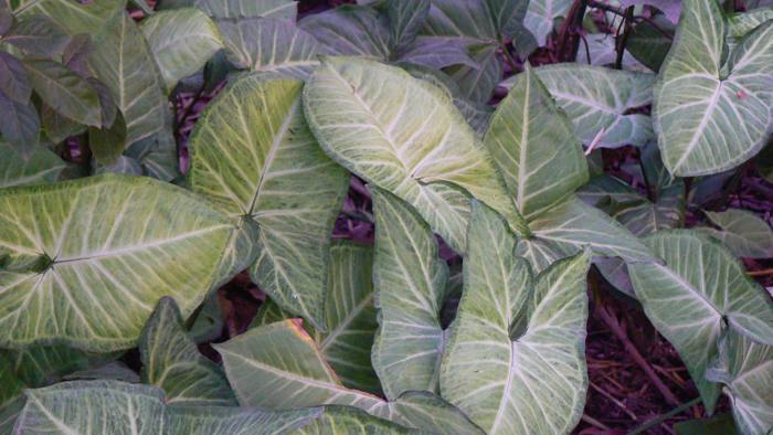 Syngonium Varieties