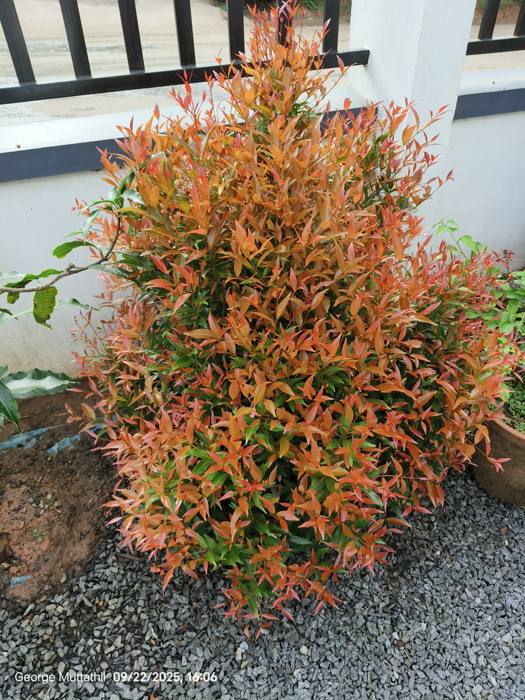 Syzygium Campanulatum