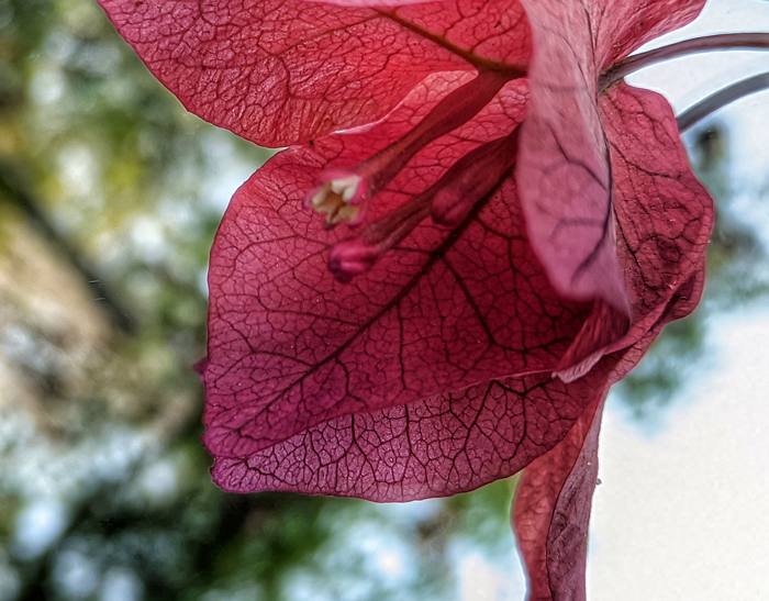 Bougainvillea Varieties