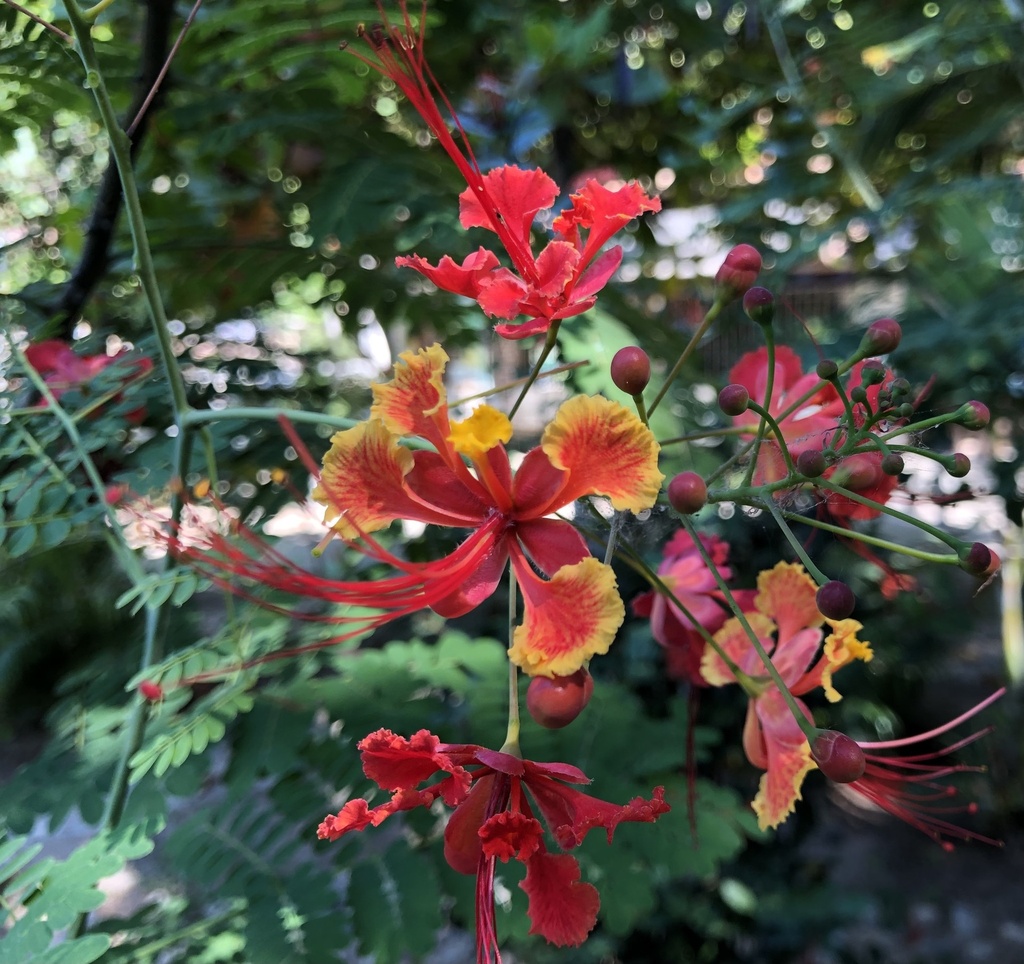 Caesalpina Pulcherima