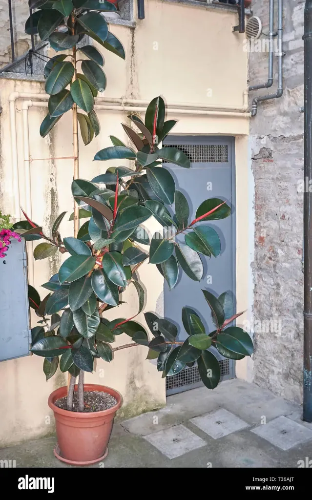 Ficus elastica