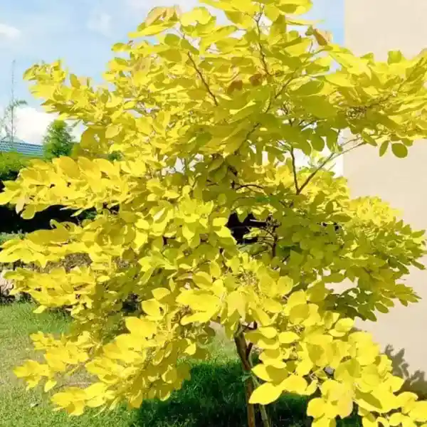 Dendrolobium Umbellatum