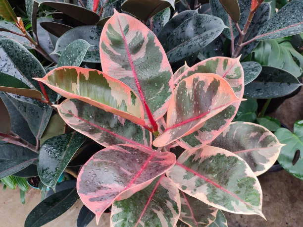 Ficus elastica variegated