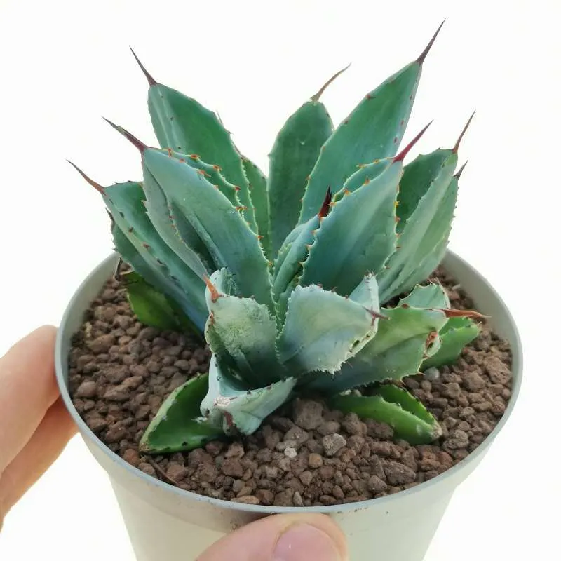 Agave Potatorum Cubic