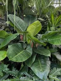 Green Congo