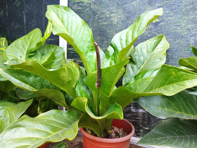 Anthurium Hookeri