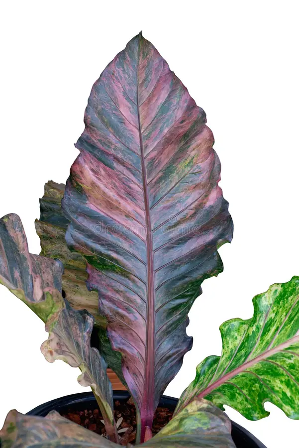 Anthurium Hookeri Variegated