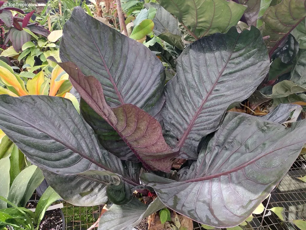 Anthurium Hookeri Black
