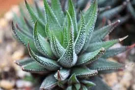 Haworthia Attenuata