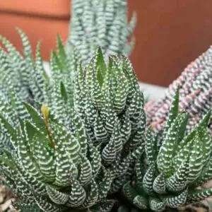 Haworthia Reinwardtii