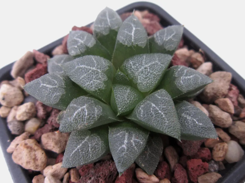 Haworthia bayeri