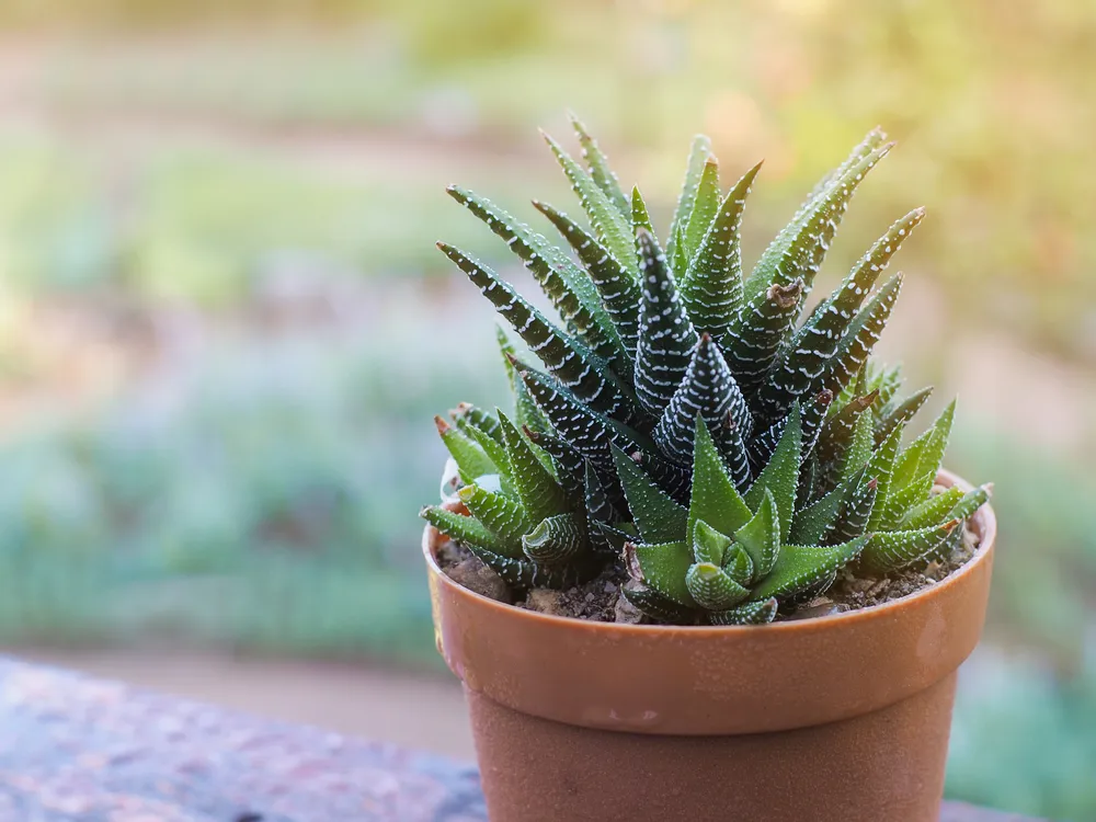 Haworthia Margaritifera
