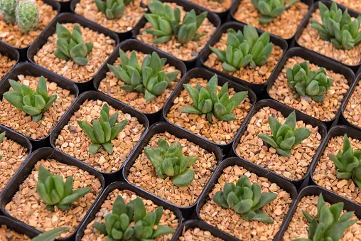 Haworthia Cymbiformis