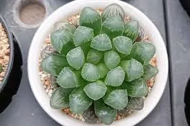 Haworthia Cooperi