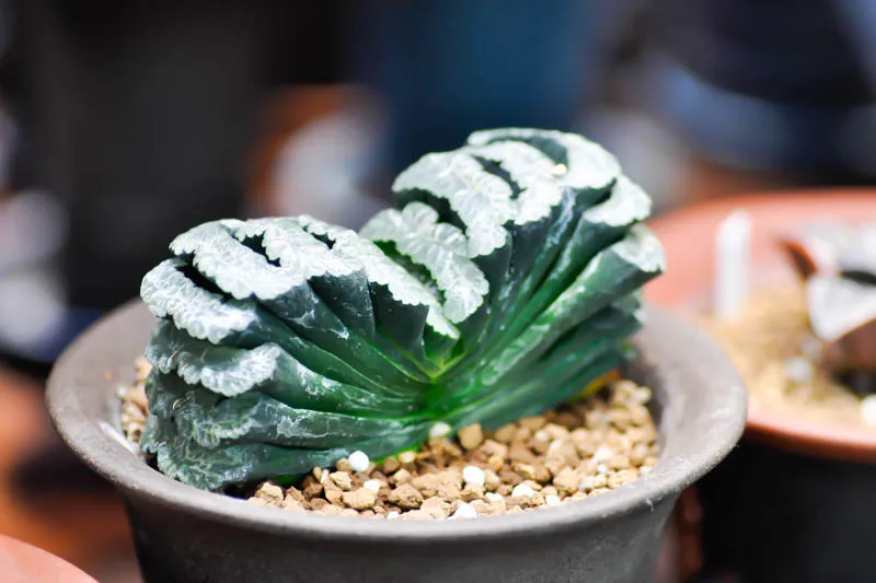 Haworthia Truncata