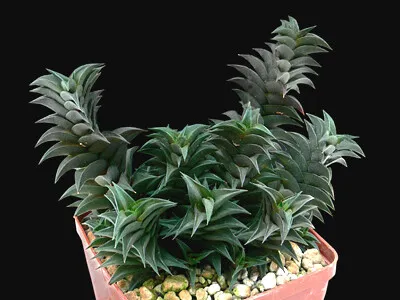 Haworthia viscosa (Robust Haworthia)