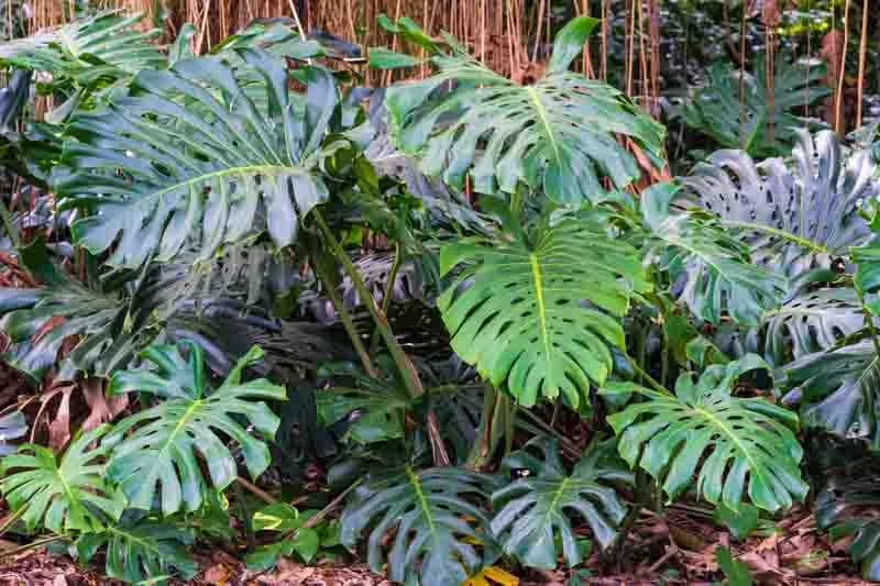 Monstera Deliciosa