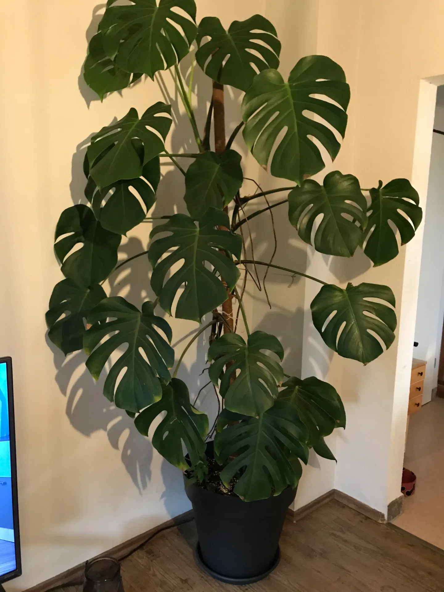 Monstera Borsigiana