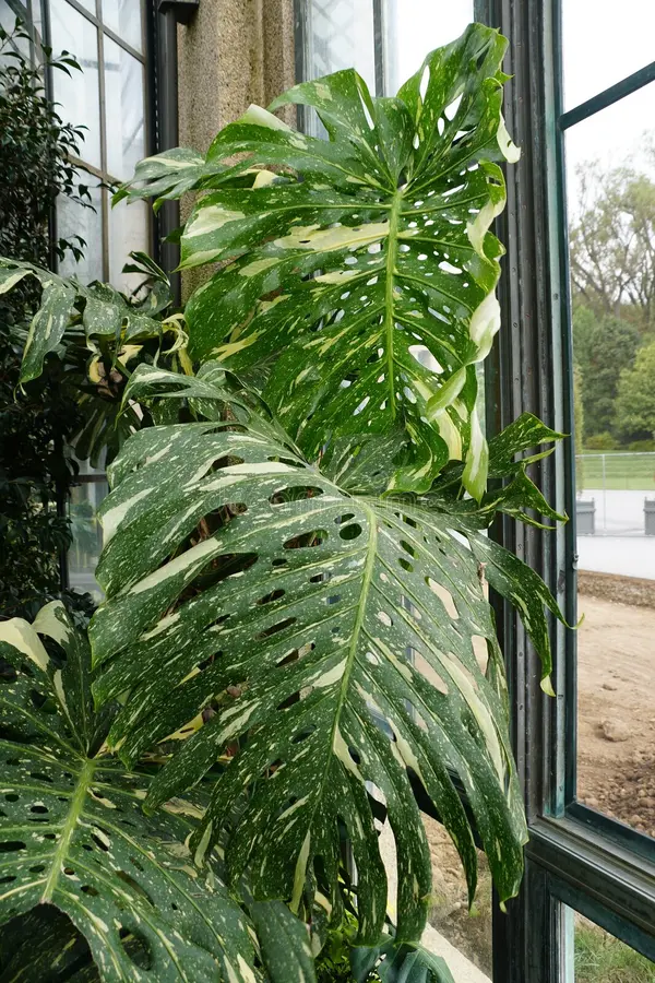 Monstera Thai Constellation