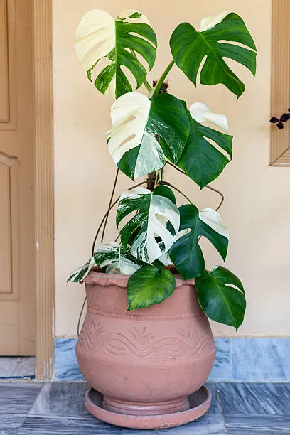 Monstera Albo