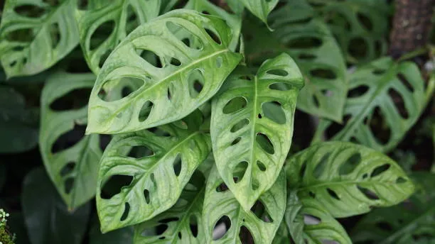 Monstera Adansonii