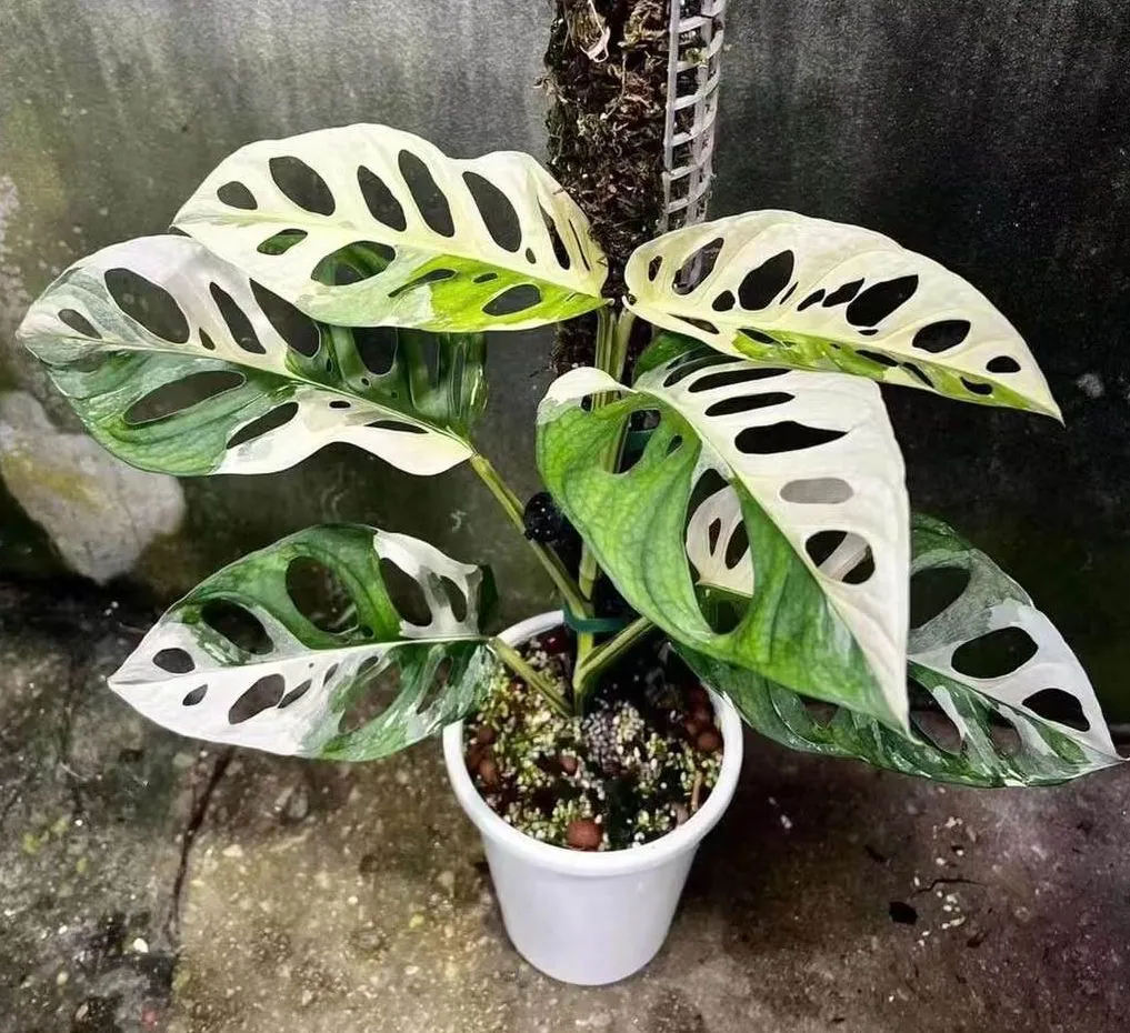 Monstera Adansonii Variegated