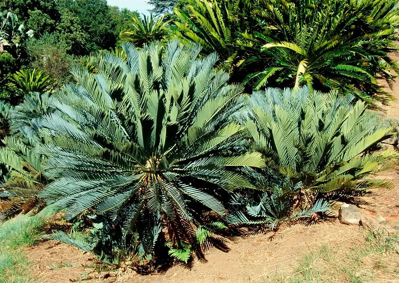 Cycas Revoluta (Small)